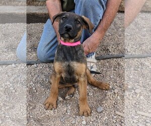 Golden Shepherd Dogs for adoption in Golden Valley, AZ, USA