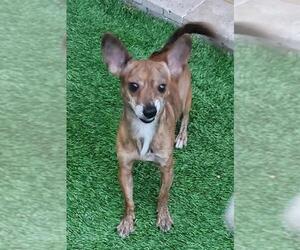 Chihuahua Dogs for adoption in Gilbert, AZ, USA