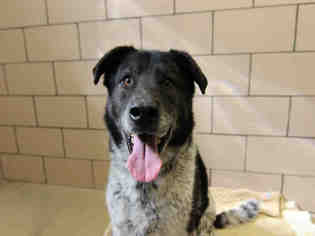 Catahoula Leopard Dog Dogs for adoption in Fort Wayne, IN, USA