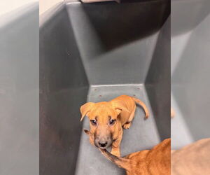 American Pit Bull Terrier-Unknown Mix Dogs for adoption in Bakersfield, CA, USA
