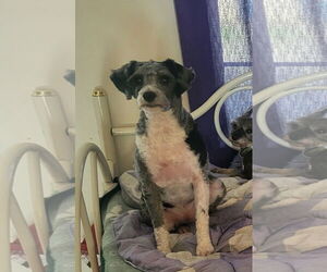 Poodle (Miniature) Dogs for adoption in Iroquois, IL, USA