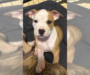 American Pit Bull Terrier-Unknown Mix Dogs for adoption in Rootstown, OH, USA