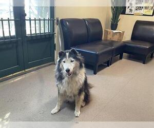Siberian Husky Dogs for adoption in Pasadena, CA, USA