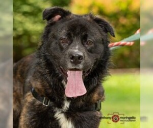 Rottweiler Dogs for adoption in Aldie, VA, USA