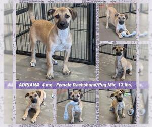 Daug Dogs for adoption in Mesa, AZ, USA
