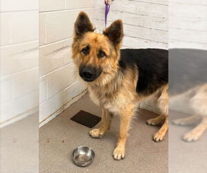 German Shepherd Dog Dogs for adoption in San Bernardino, CA, USA