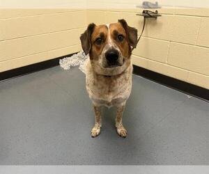 Mutt Dogs for adoption in Denver, CO, USA