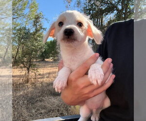 Chihuahua-Unknown Mix Dogs for adoption in Chico, CA, USA