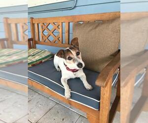 Jack Russell Terrier Dogs for adoption in Sarasota, FL, USA