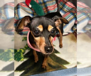 Chihuahua Dogs for adoption in Stanhope, NJ, USA