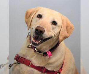 Labrador Retriever Dogs for adoption in Fort Collins, CO, USA