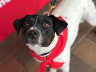 Small Jack Russell Terrier