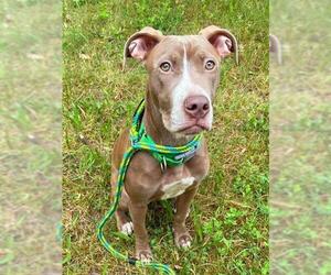 American Pit Bull Terrier Dogs for adoption in Sacramento, CA, USA