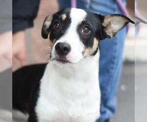 Mutt Dogs for adoption in San Antonio, TX, USA