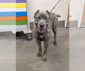 Mutt Dogs for adoption in Forestville, MD, USA