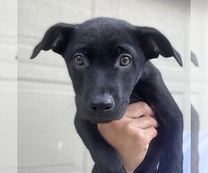 Labrador Retriever-Unknown Mix Dogs for adoption in San Antonio, TX, USA