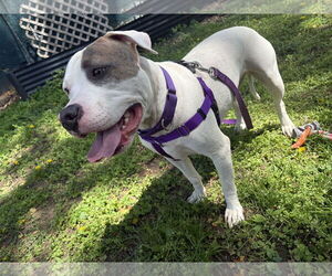 Mutt Dogs for adoption in Philadelphia, PA, USA