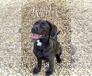 Labrador Retriever-Unknown Mix Dogs for adoption in Estherville, IA, USA