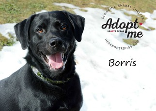 Labmaraner Dogs for adoption in Keswick, Ontario, Canada