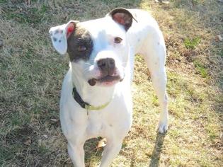 Bullboxer Pit Dogs for adoption in Mission, KS, USA