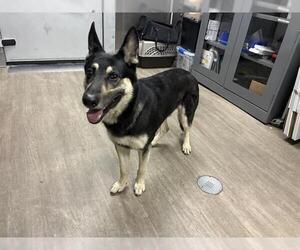 German Shepherd Dog Dogs for adoption in Pasadena, CA, USA