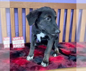 Mutt Dogs for adoption in Genesee, WI, USA