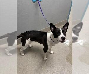 American Pit Bull Terrier-Unknown Mix Dogs for adoption in Las Vegas, NV, USA