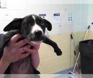 Labrador Retriever-Plott Hound Mix Dogs for adoption in Tulsa, OK, USA