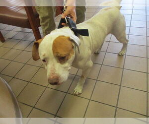 American Bulldog Dogs for adoption in Ocala, FL, USA