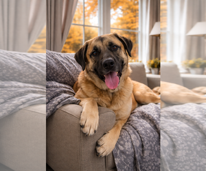 Anatolian Shepherd-Unknown Mix Dogs for adoption in Thomasville, NC, USA