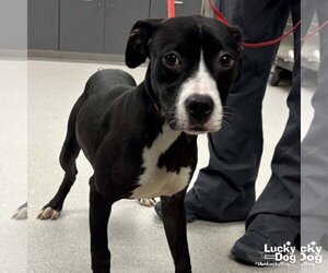 Boxador Dogs for adoption in Washington, DC, USA