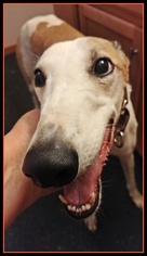 Greyhound Dogs for adoption in Geneva, OH, USA