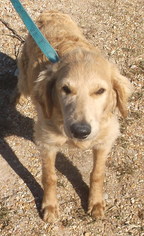 Goldendoodle Dogs for adoption in Birch Tree, MO, USA