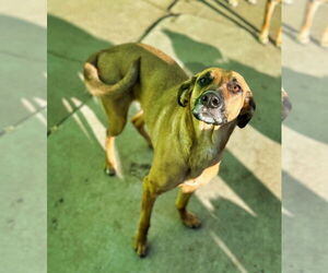 Mutt Dogs for adoption in Minneapolis, MN, USA