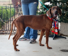 Redbone Coonhound-Unknown Mix Dogs for adoption in Dublin, VA, USA