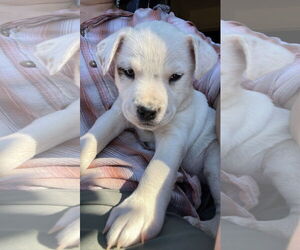 American Pit Bull Terrier-Unknown Mix Dogs for adoption in Hillsboro, MO, USA