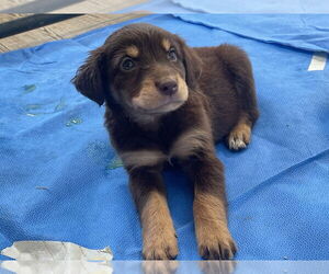 Labrador Retriever-Unknown Mix Dogs for adoption in Bolivar, MO, USA