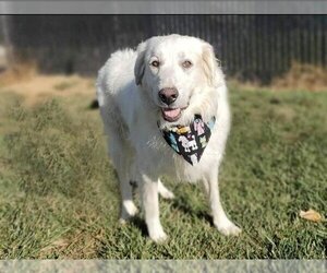 Great Pyrenees Dogs for adoption in Placerville, CA, USA