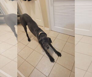 Great Dane Dogs for adoption in Bullard, TX, USA