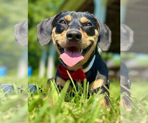 Doxle Dogs for adoption in West Cornwall, CT, USA