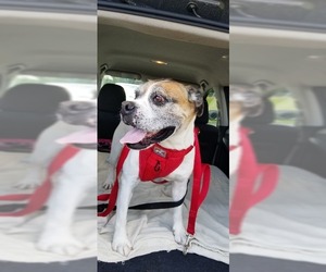 Bull-Boxer Dogs for adoption in Ellijay, GA, USA