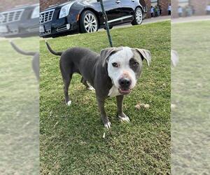 American Pit Bull Terrier-Unknown Mix Dogs for adoption in Oklahoma City, OK, USA