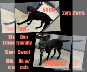 Labrador Retriever-Unknown Mix Dogs for adoption in Jeffersonville, GA, USA