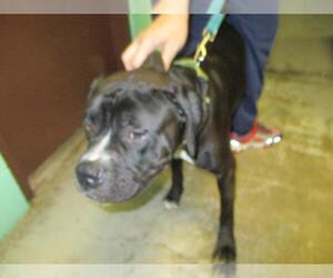 Boxer-Unknown Mix Dogs for adoption in Ocala, FL, USA