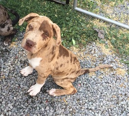 Catahoula Leopard Dog-Unknown Mix Dogs for adoption in Alturas, CA, USA
