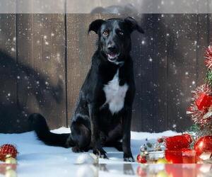 Shollie Dogs for adoption in West Valley, UT, USA