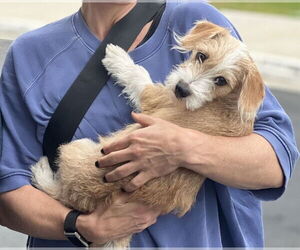 Mutt Dogs for adoption in Dana Point, CA, USA