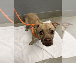 Chihuahua-Unknown Mix Dogs for adoption in Las Vegas, NV, USA