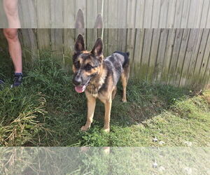 German Shepherd Dog Dogs for adoption in Jackson, MS, USA