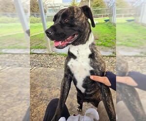 American Pit Bull Terrier-Unknown Mix Dogs for adoption in Sacramento, CA, USA